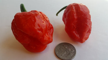 Super Hot Beast - Seeds - The Pepper Pantry (Formerly Marie Sharp's)